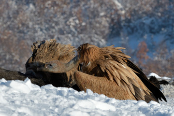 Griffon Vultures in Winter Landscape, into the Mountains