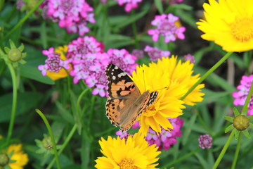butterfly flowers yellow violet summer sun greens