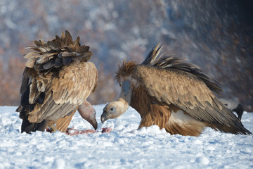 Griffon Vultures Eating in Winter