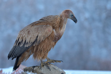 Griffon Vulture Resting on a Rock, in Mountains, in Winter
