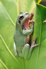 Deurstickers frog © Teti