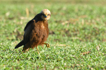 Marsh harrier (Circus aeruginosus)