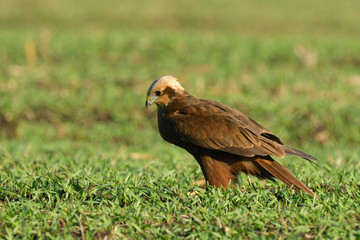Marsh harrier (Circus aeruginosus)