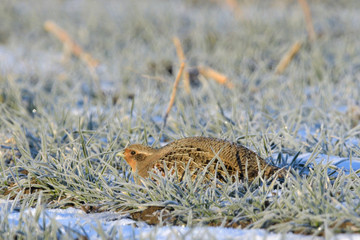 Grey Partridge on frozen grass