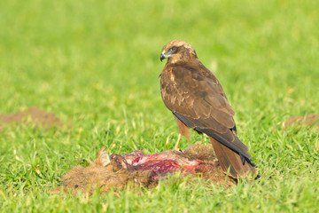 Marsh harrier (Circus aeruginosus)