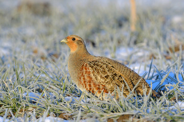 Grey Partridge on frozen grass