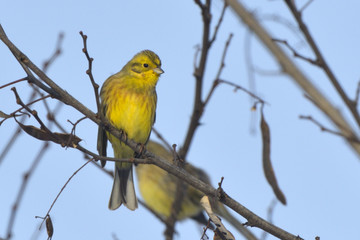 Yellowhammer on a tree branch