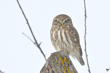 Little Owl on a tree