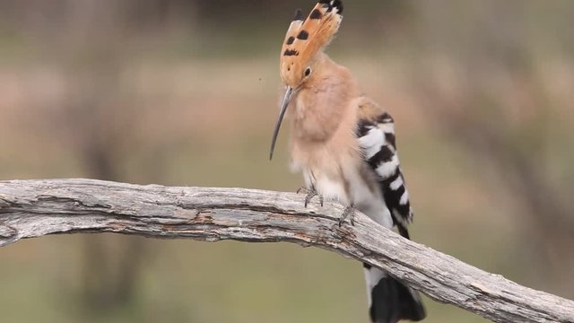 Hoopoe, Upupa epops