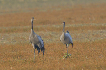 Common Cranes, on the field, in spring migration