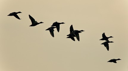Isolated image of a swarm of ducks flying