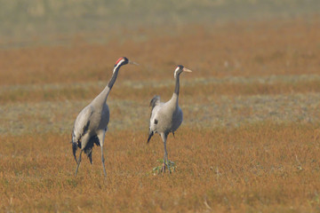 Obraz na płótnie Canvas Common Cranes, on the field, in spring migration