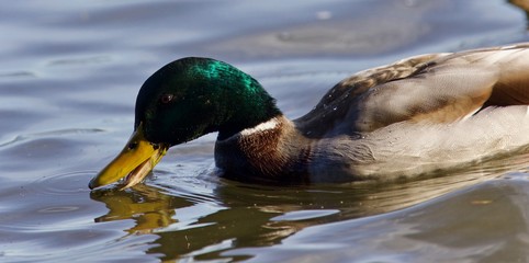 Beautiful postcard with a mallard swimming in lake