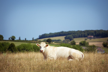 Theme is agriculture and divorce of cattle. One white cow stands, walks on the field with yellow grass against of the hills outside the city in village in the summer in the Burgundy region in France