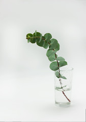 eucalyptus branches in glass with water on white background isolated