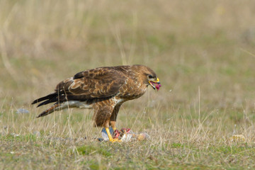 Common Buzzard eating