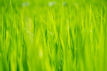 Close up shot of rice field in Thailand