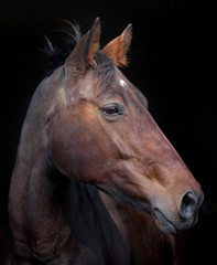 Obraz premium Bay Horse Head Shot