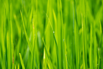 Obraz na płótnie Canvas Close up shot of rice field in Thailand
