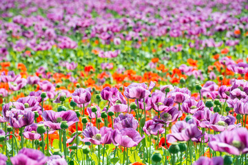 Obraz premium field of lila poppy blossoms - opium poppy - papaver somniferum