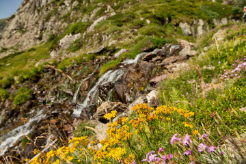 Fototapeta na wymiar small waterfall in the mountains with flowers