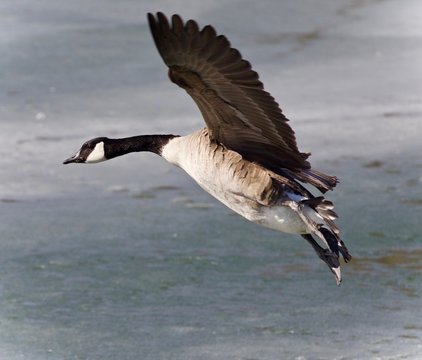 Canada goose top 90 70
