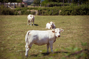 Theme is agriculture and the divorce of cattle. Several, a herd of white cow on the field in the countryside in the village in the summer in the Burgundy region in France