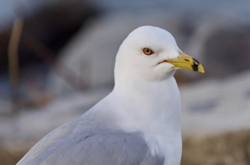 Beautiful image of a thoughtful gull