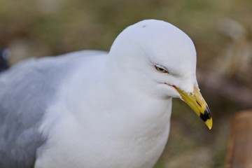 Isolated photo of a gull looking for food
