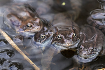 Four beautiful European common brown frog (Rana temporaria) in the pond among the eggs, spring day. Close-up.