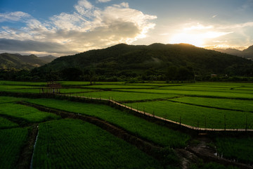 Wooden bridge and rice field in Thailand