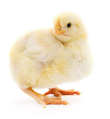 Small yellow chicken.