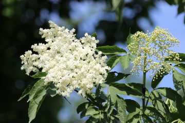 Holunderblüte
