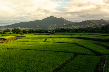 Obraz premium Rice field in Thailand