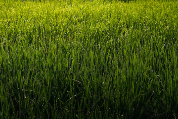 Close up shot of rice field in Thailand
