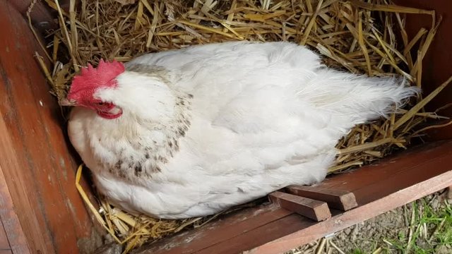 poule en ponte 