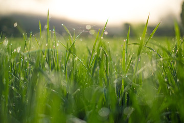 Close up shot of rice field in Thailand