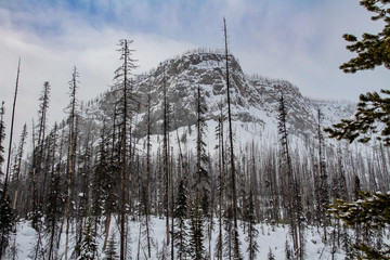 Thin trees in front of a snowy mountain