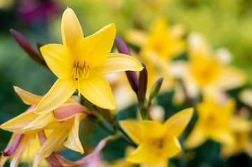 Group of yellow lily flowers in the garden