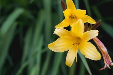 Couple of yellow lily flowers in the garden