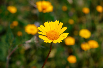 The Spring is here