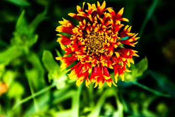 Fancy Flower Taken At A Botanical Garden In FL.