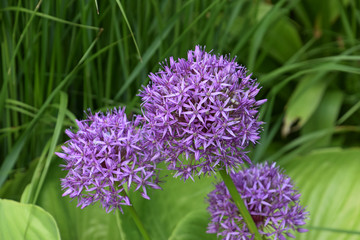 colorful and beautiful blossom of Allium cristophii