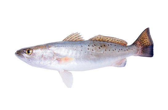 Spotted Seatrout (Cynoscion nebulosus) on white background.  Isolated