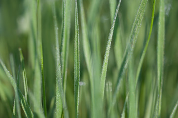 Fototapeta na wymiar Green grass macro with dew