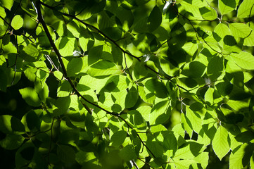 Fototapeta na wymiar Green foliage background