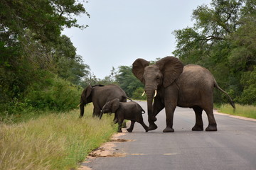 Fototapeta na wymiar right of way,elephants on road,Kruger National park in South Africa
