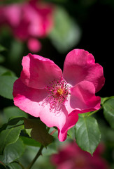 Obraz premium Closeup of a lovely heart shaped pink rose 