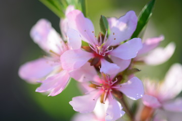 Obraz na płótnie Canvas Pink cherry tree in bloom