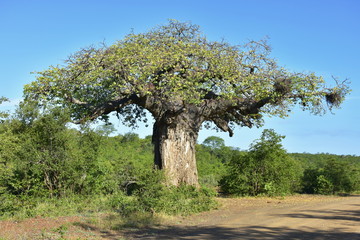 Fototapeta na wymiar baobab tree damadge by elephants,Kruger national park,South Africa